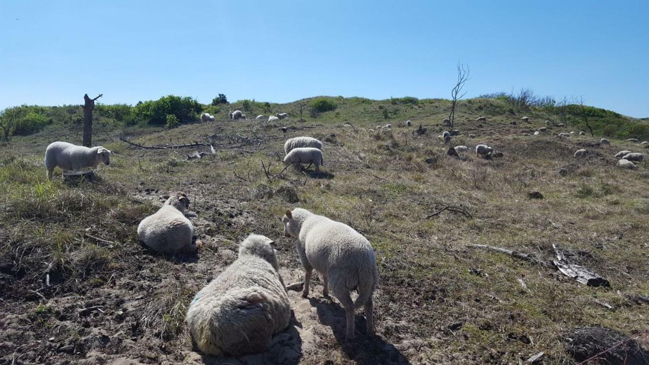 فيلا Vrijstaande Blokhut إيجموند-بينن المظهر الخارجي الصورة